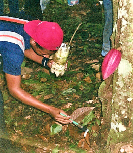 Productor de cacao colocando pasta cicatrizante a un corte realizado durante la poda.