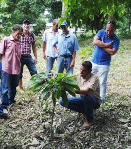 Poda de formación de un arbolito de cacao.