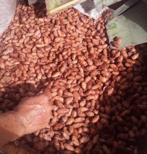 Masa de cacao fermentandose en cajón de madera.